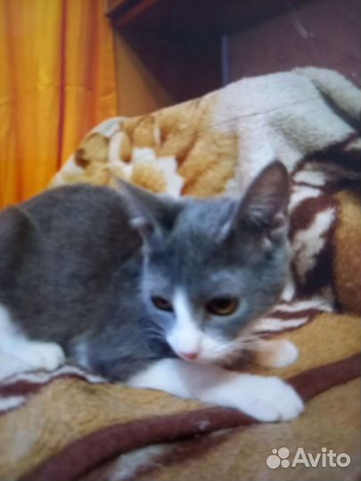 Кошки подростки метисы