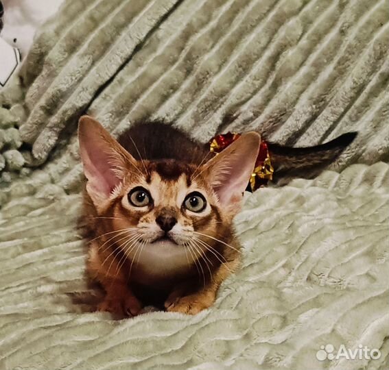 Абиссинский котенок
