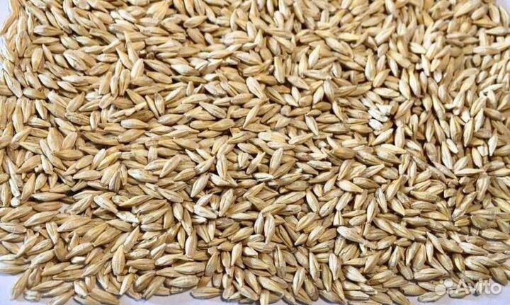 Ячмень вакула