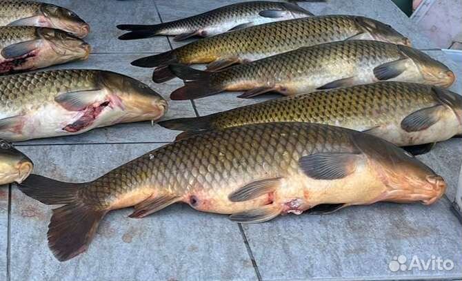 Свежая рыба сазан