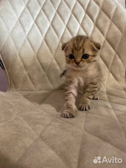 Шотландская вислоухая