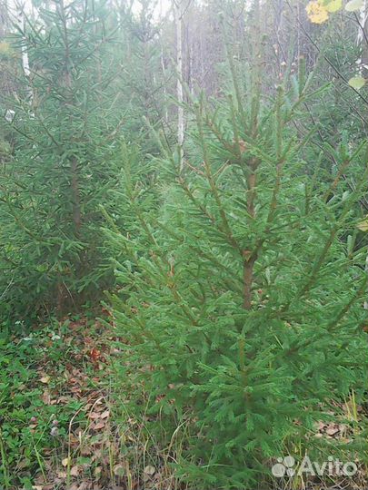 Саженцы деревья зкс окс,сосна,липа,клен,вязь