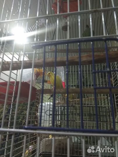 Кенара и канарейки