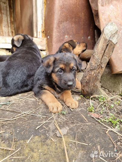 Немецкая овчарка