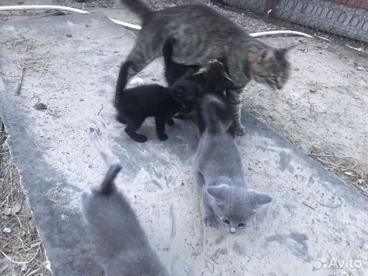 Котят отдам в добрые руки бесплатно