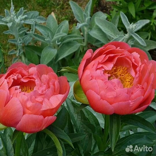 Корни пионов coral sunset