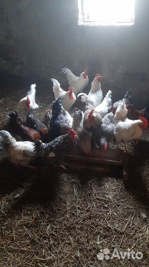 Молодые петухи