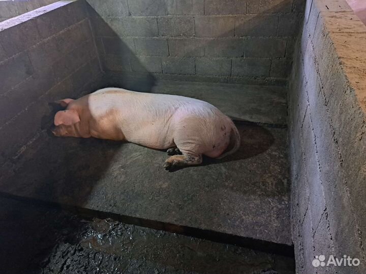 Хряк молодой