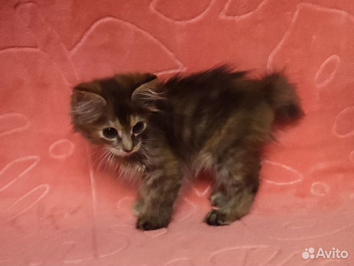 Котёнок комнатная рысь