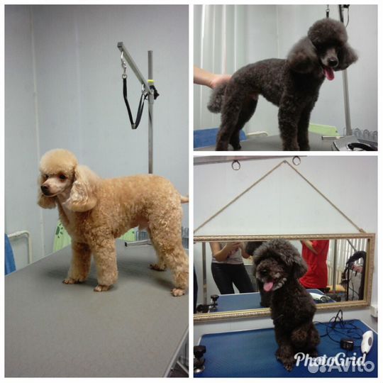 Стрижка собак и кошек