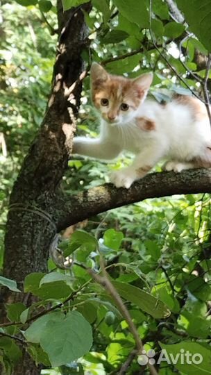 Отдается котенок мальчик 2,5 месяца