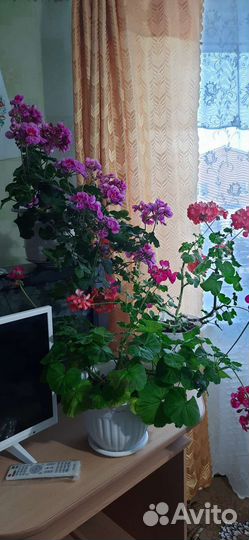 Пеларгония герань сортовая