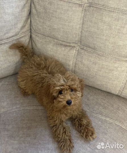 Той-пудель девочка красная