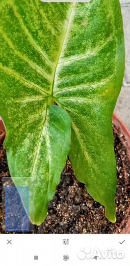 Сингониум в ассортименте