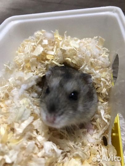 Джунгарские хомячки