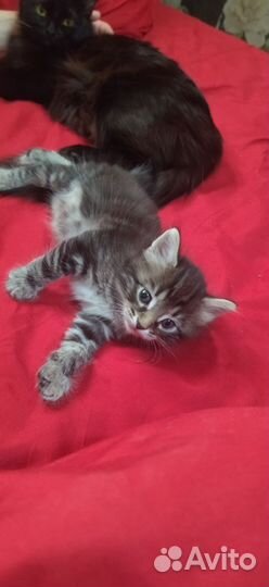 Кот