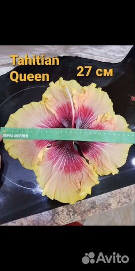 Гибискусы флоридские