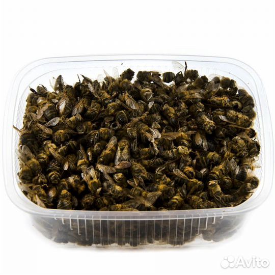 Подмор пчелиный