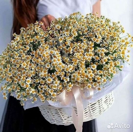 Цветы ромашки. Букеты ромашек. Цветы доставка