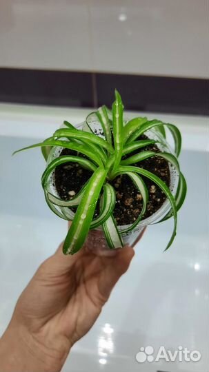 Хлорофитум кудрявый бонни