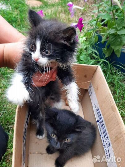 Кошка в дар бесплатно