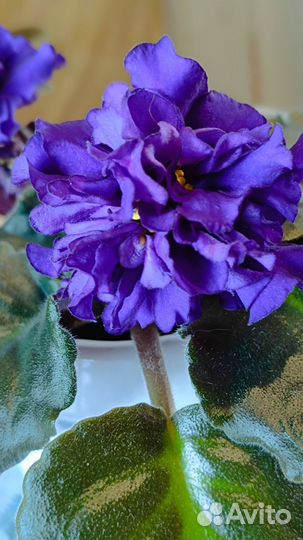 Фиалка Тёмная ночь (Дадоян)