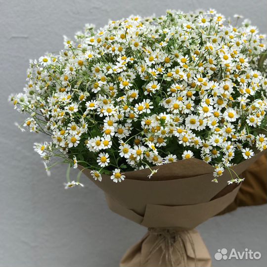 Свежие Ромашки в Букетах для Девушки