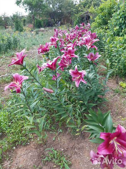 Лилия сортовая
