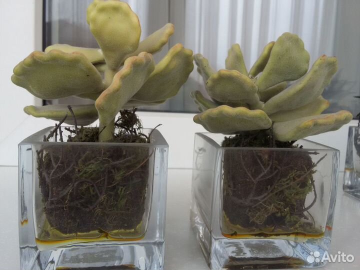 Растения искуственные SIA