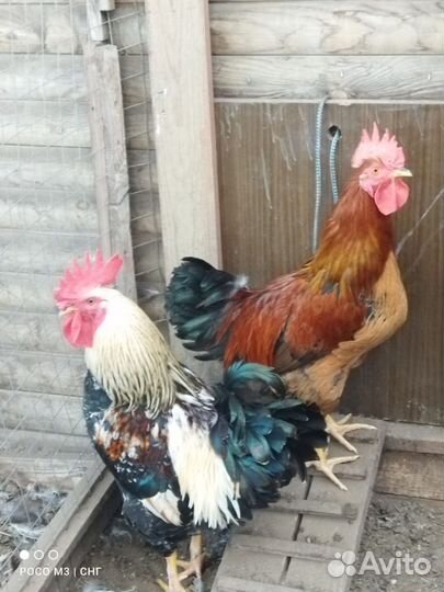 Молодые петухи