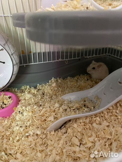 Хомяк с клеткой