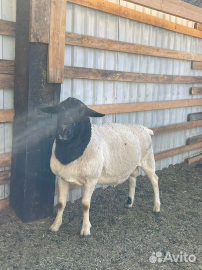 Дорпер производитель