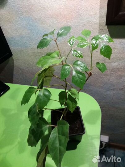 Березка, циссус, комнатный цветок