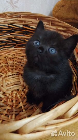 Британская