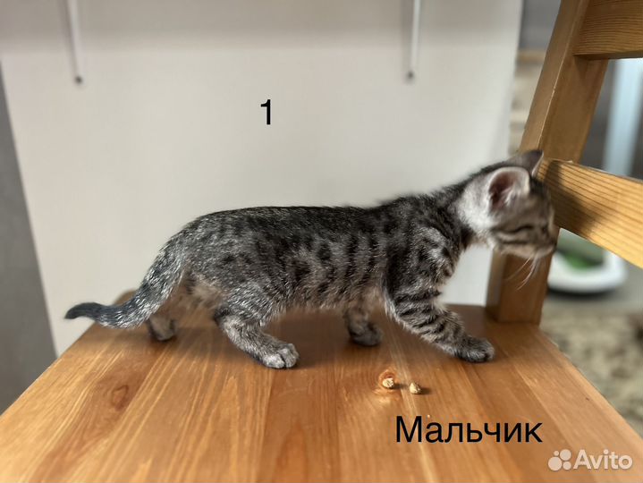 Бенгальские котята