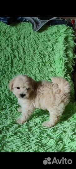 Мальтипу и пудель