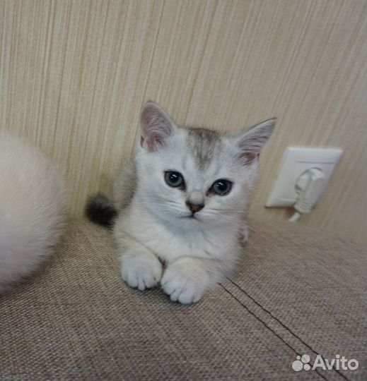 Британские котята серебристая шиншилла