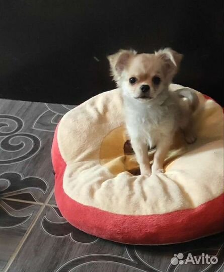 Щенки чихуахуа