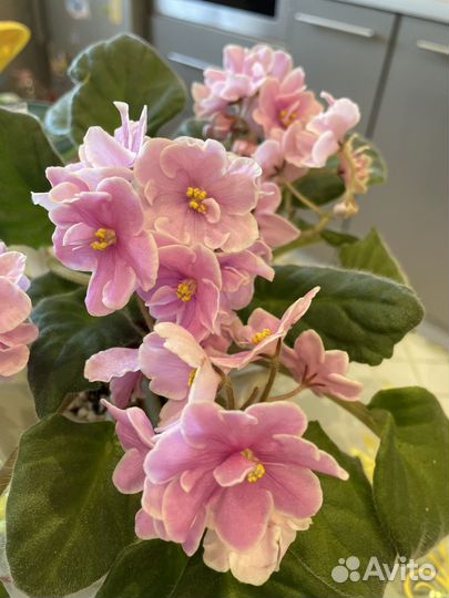 Фиалка Pink Amiss лист с корнями