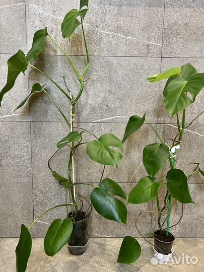 Комнатные цветы монстера