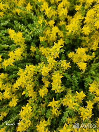 Очиток (седум)