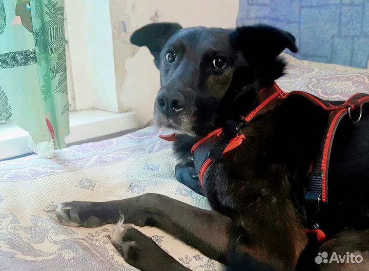 Собака - очень нужна передержка