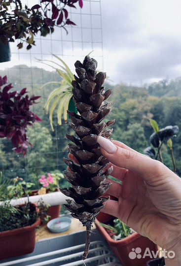 Шишка сосны Веймутова
