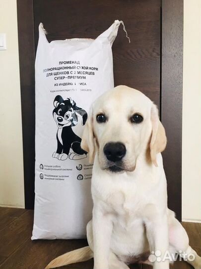 Сухой корм для собак мелких, средних пород