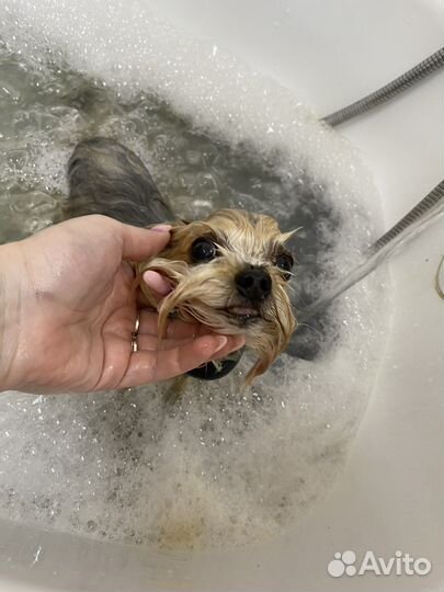 Груминг животных