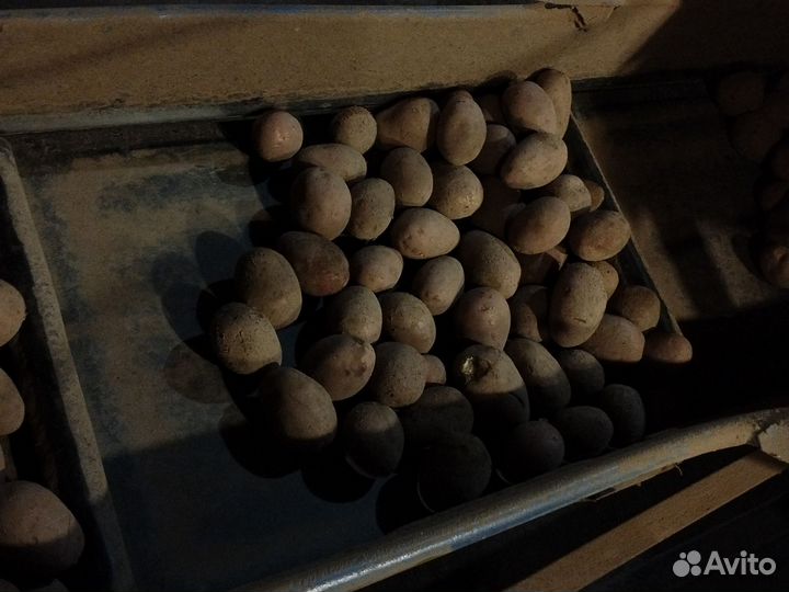 Картофель на корм скоту