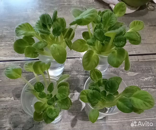 Радость простых мелодий. Детки сортовых фиалок