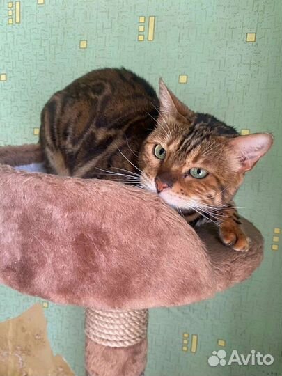 Кошка бенгальская в добрые руки