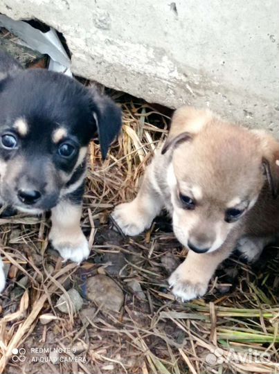 Собаки бесплатно в добрые руки
