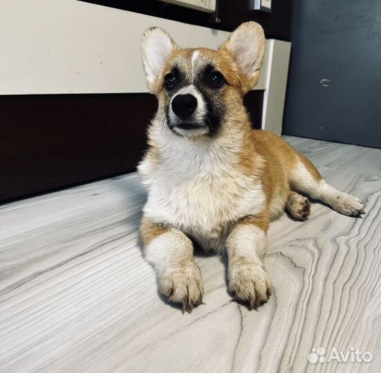 Вельш корги пемброк девочка